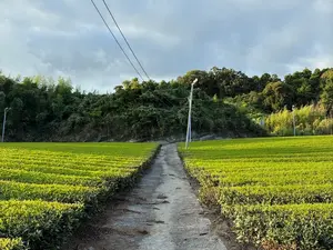 写真No.7