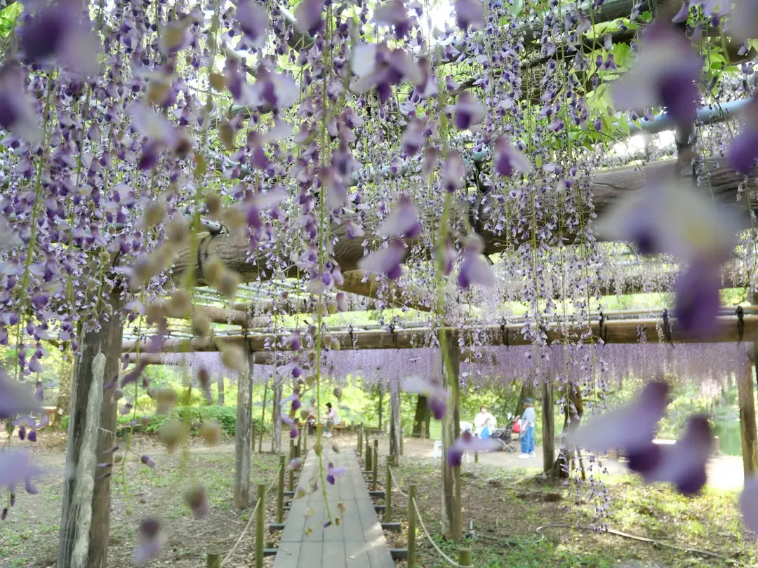 写真No.8