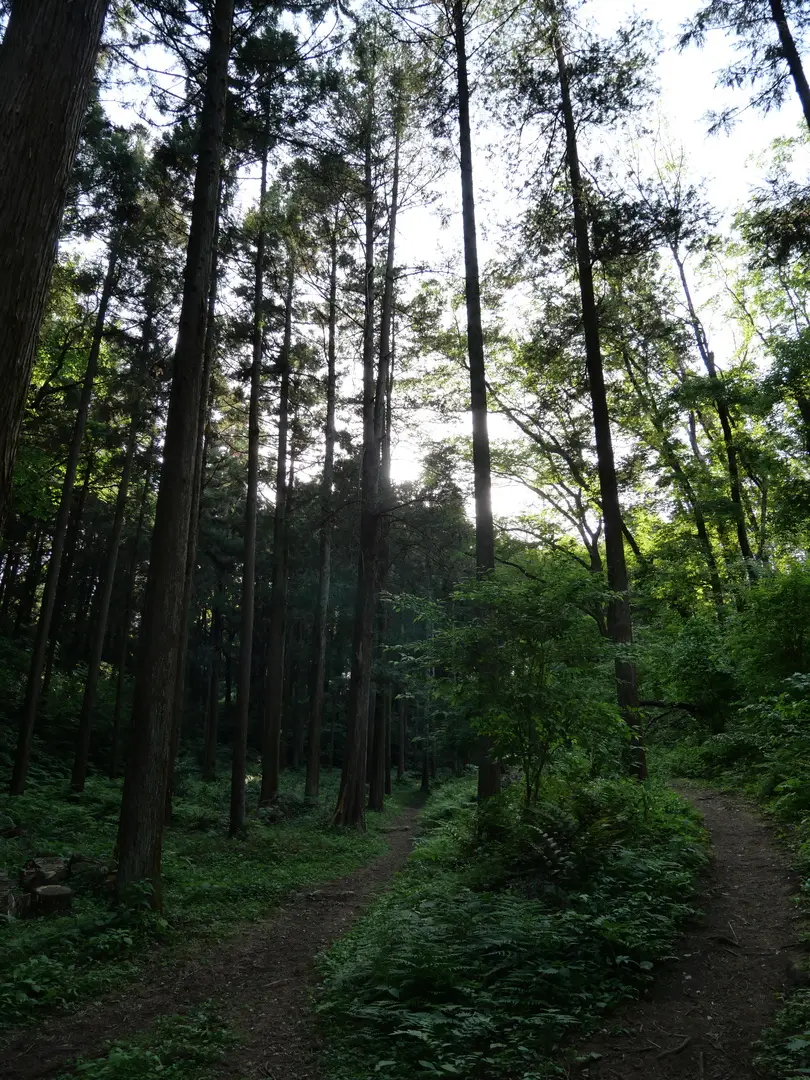 写真No.11