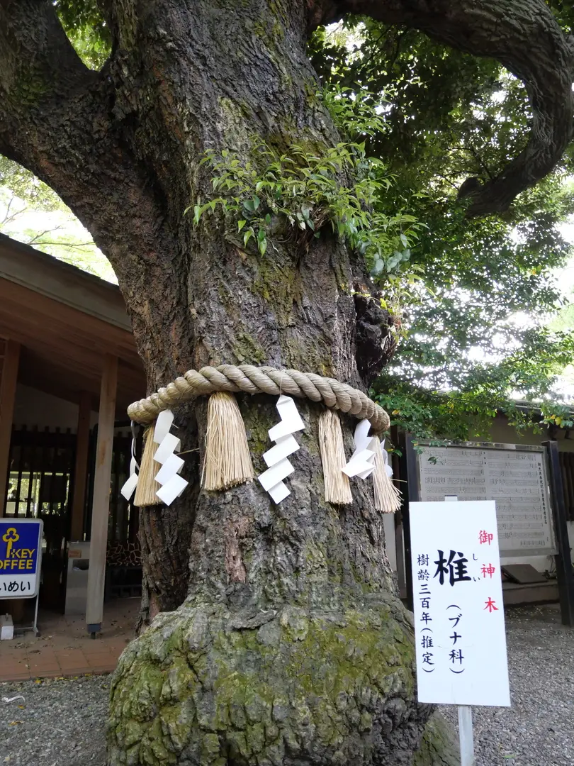 写真No.9