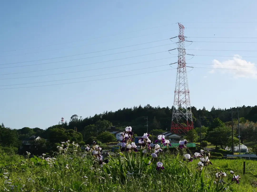 写真No.6