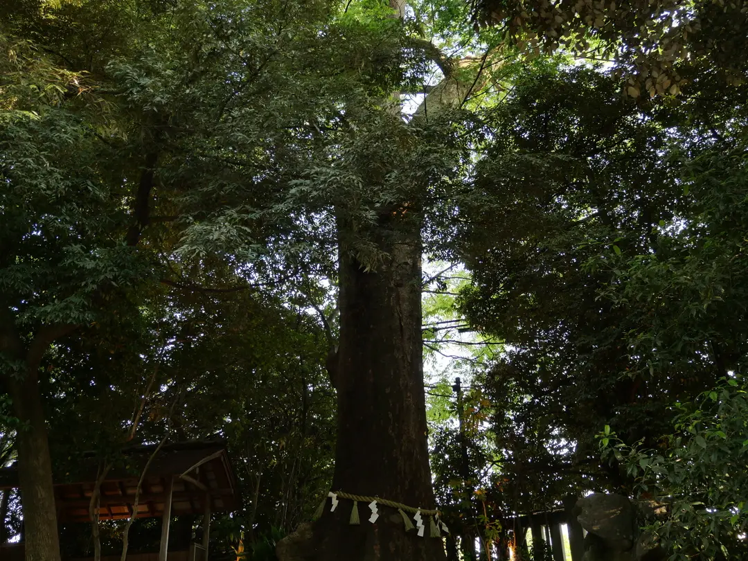 写真No.18