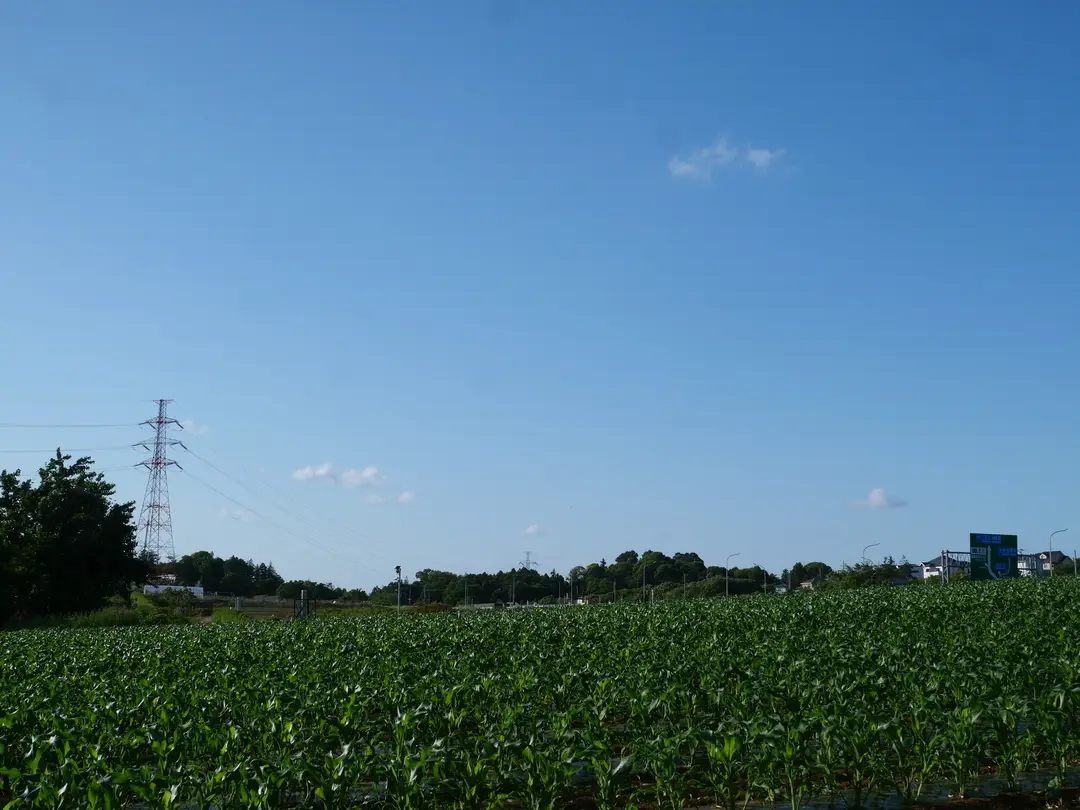 写真No.4