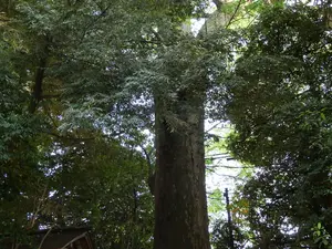 写真No.19