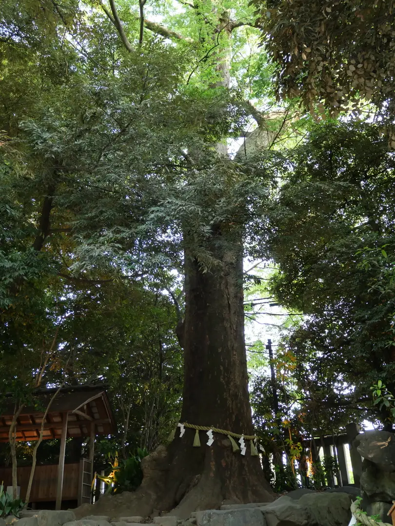写真No.19