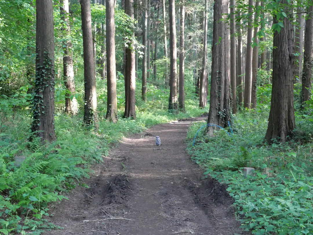 写真No.5