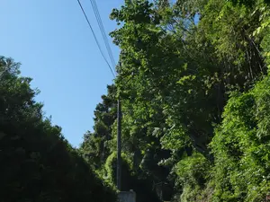 写真No.10