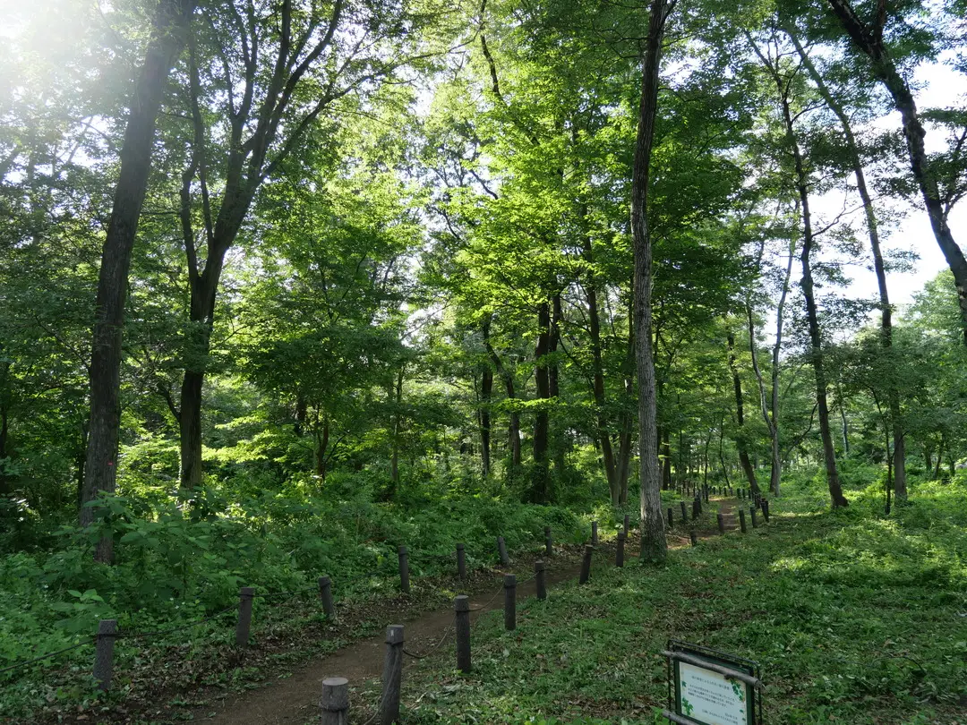 写真No.6