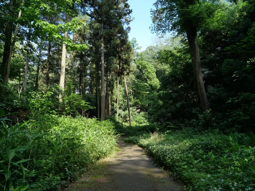 写真No.6