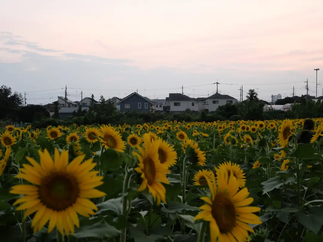 写真No.8