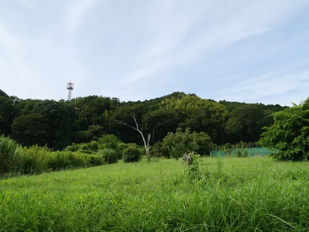 写真No.6