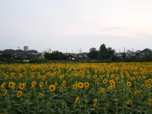 写真No.4