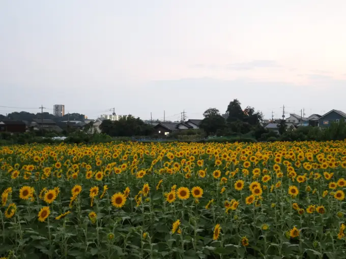 写真No.4