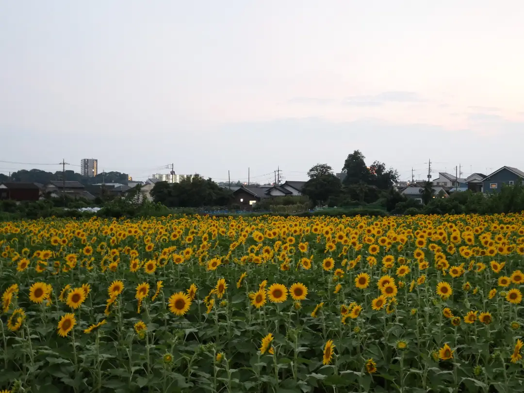 写真No.4