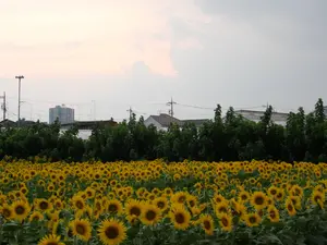 写真No.9