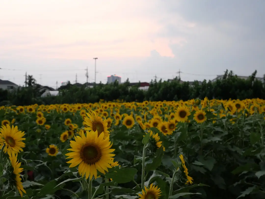 写真No.3