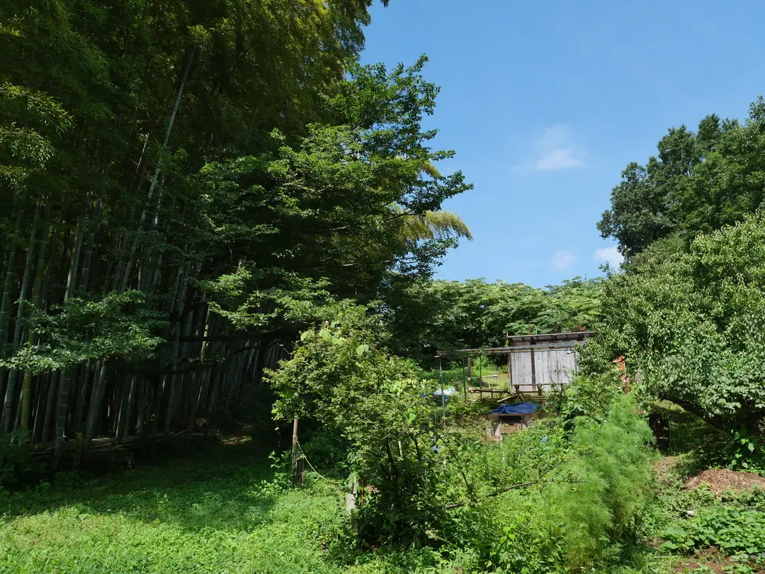写真No.9