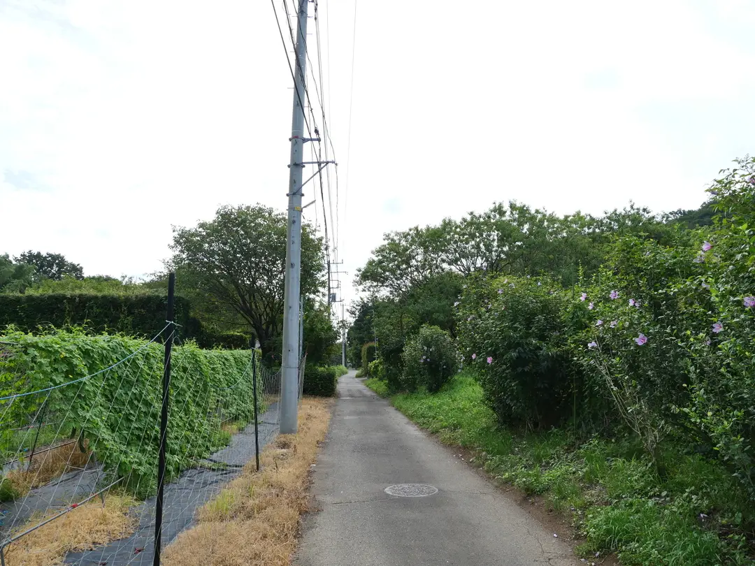 写真No.4