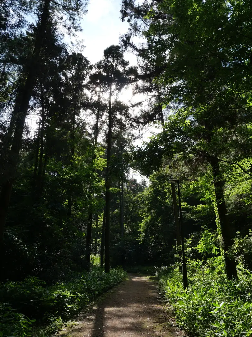 写真No.8