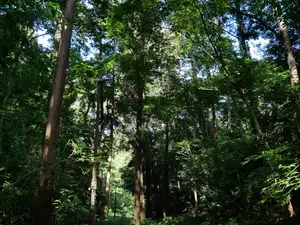 写真No.5