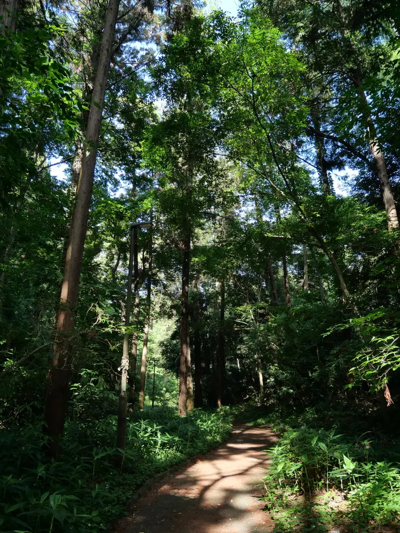 写真No.5