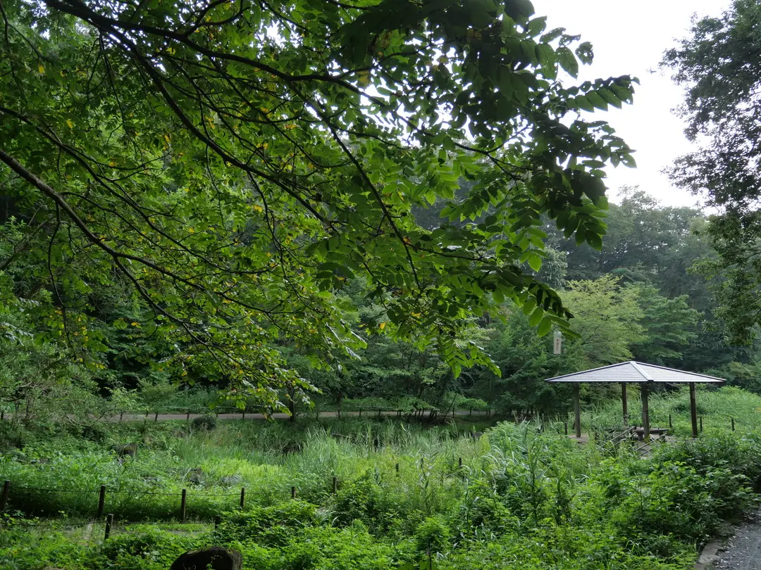 写真No.1