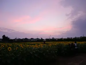 写真No.2