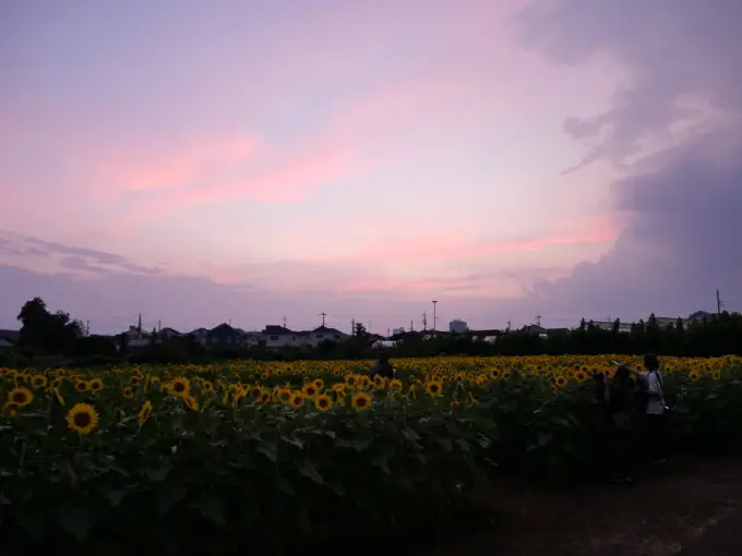 写真No.2