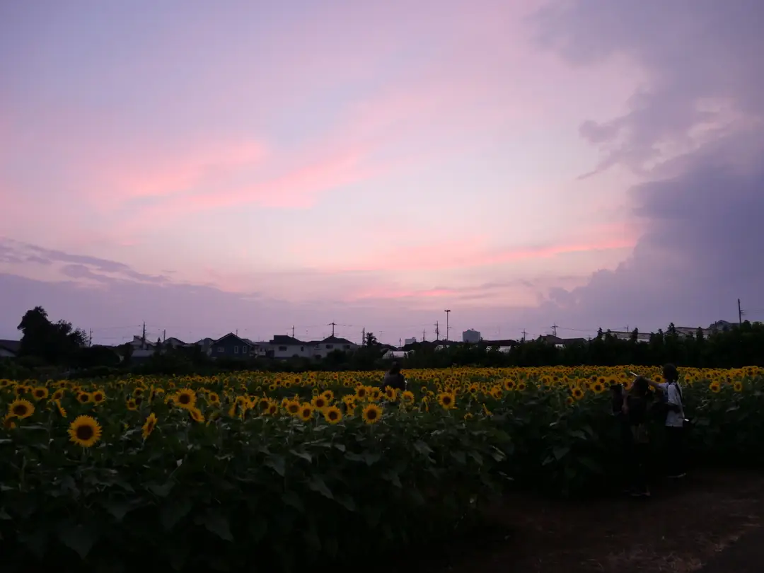 写真No.2