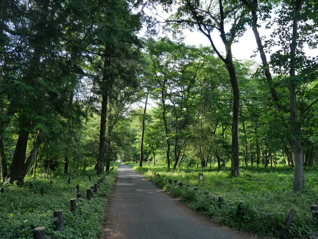 写真No.5