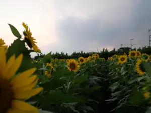 写真No.7