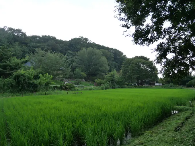写真No.2
