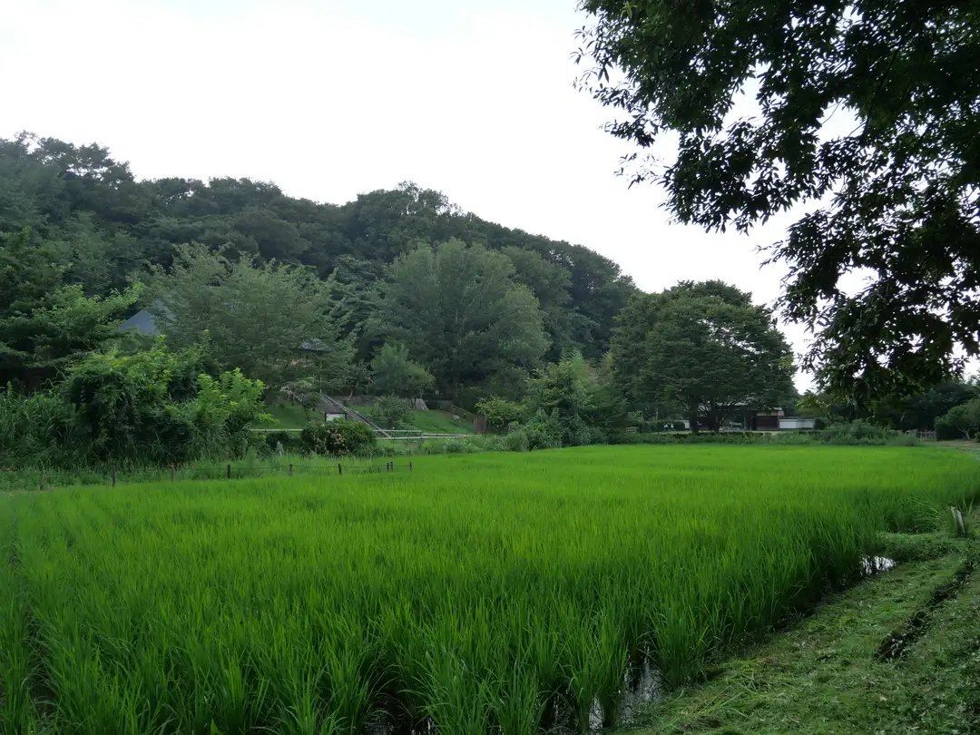 写真No.2
