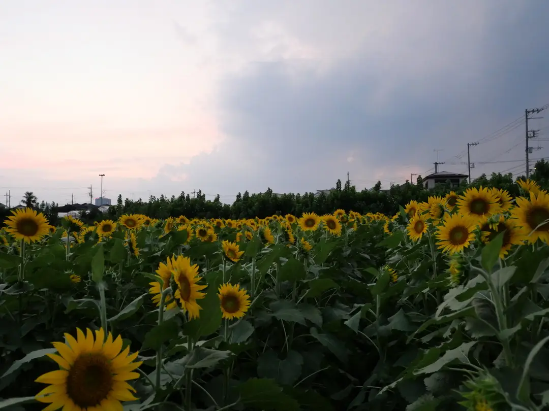 写真No.6