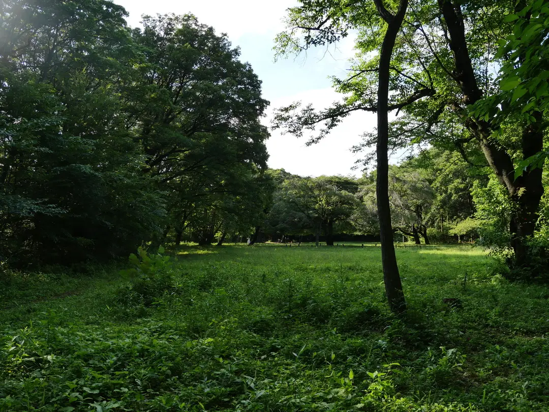 写真No.15