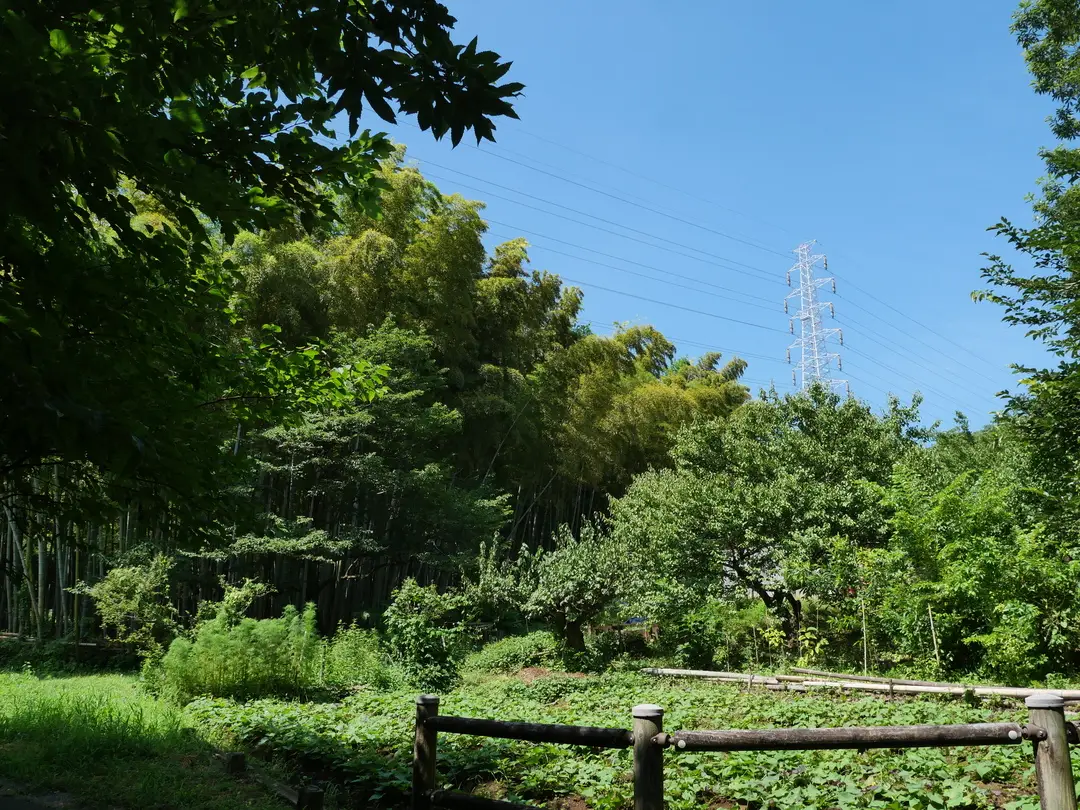 写真No.1