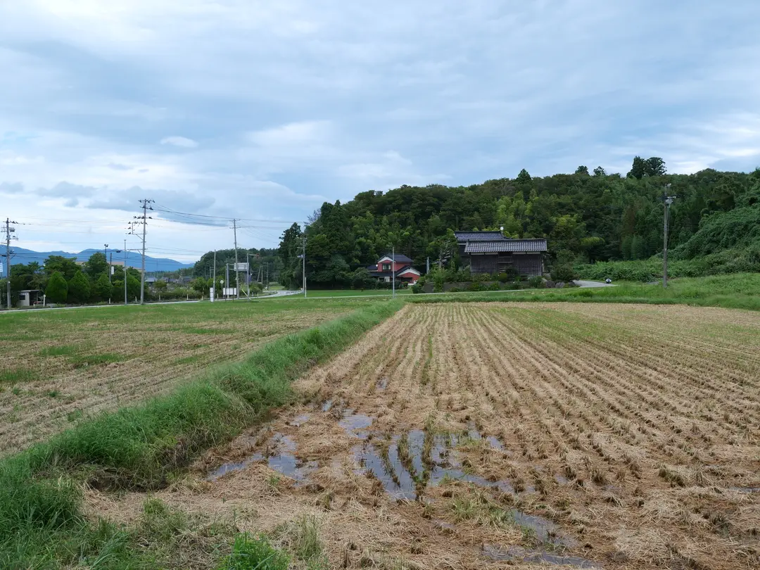 写真No.19