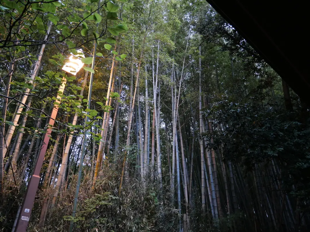 写真No.8