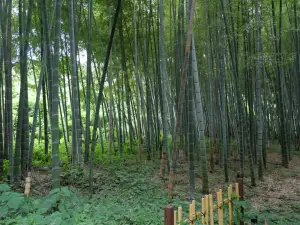 写真No.7