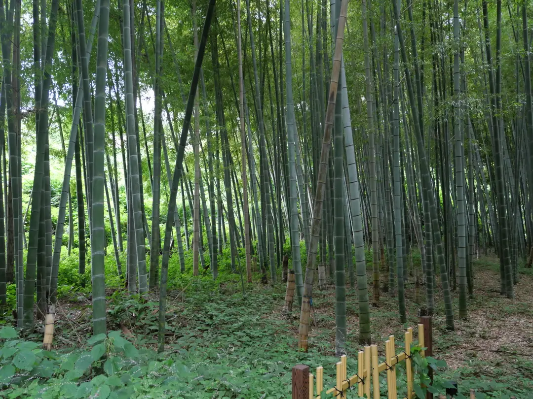 写真No.7