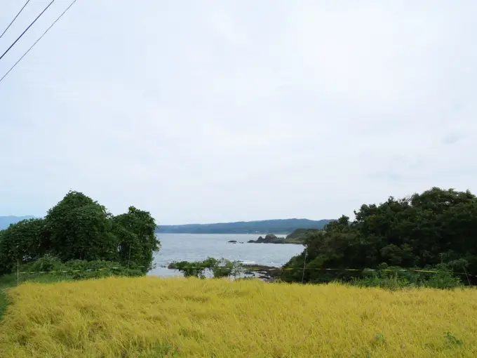 写真No.4