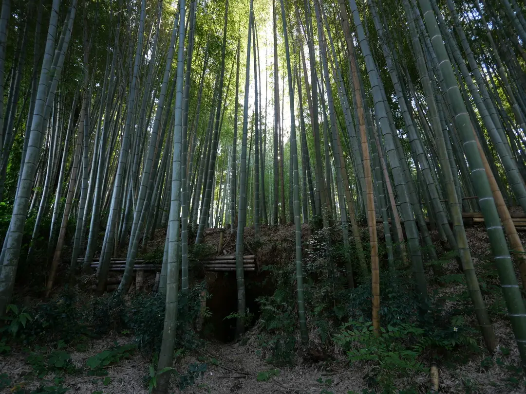 写真No.6