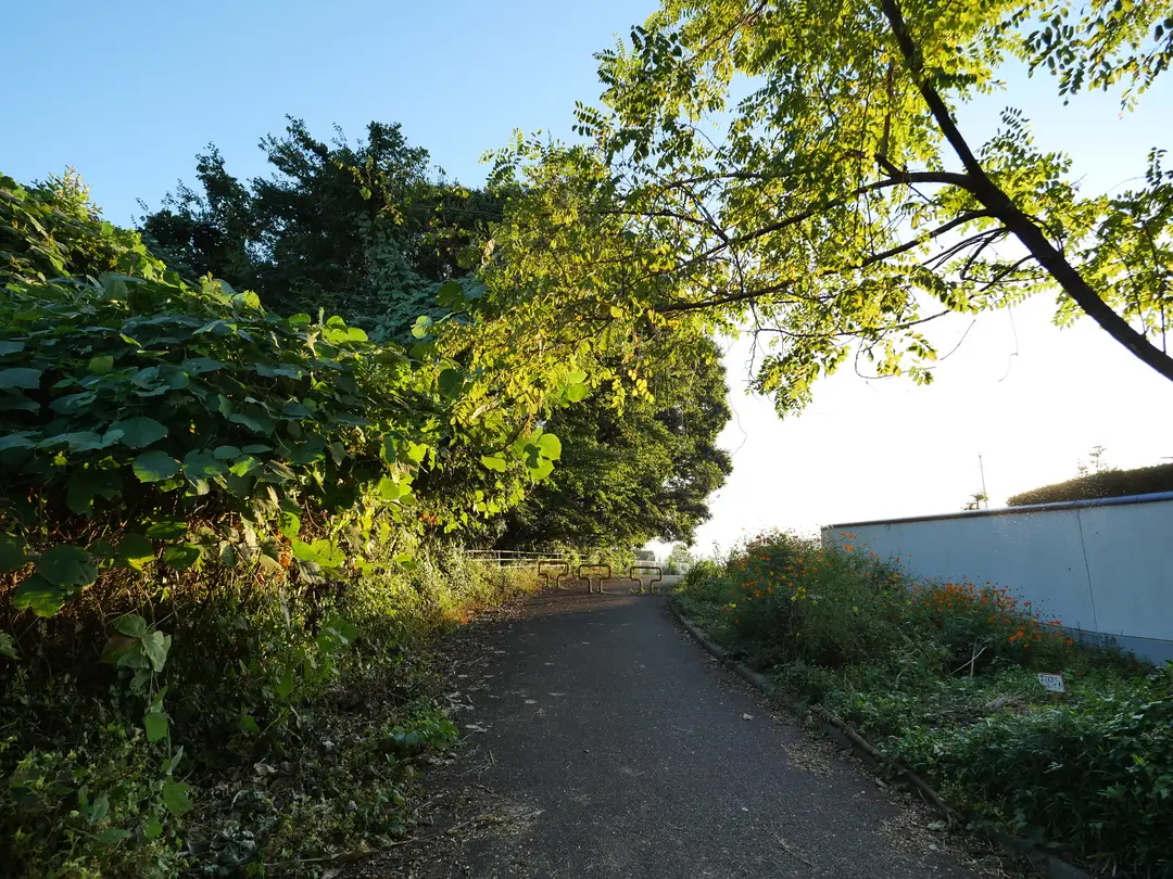 写真No.5