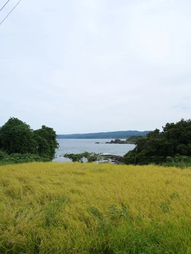 写真No.5