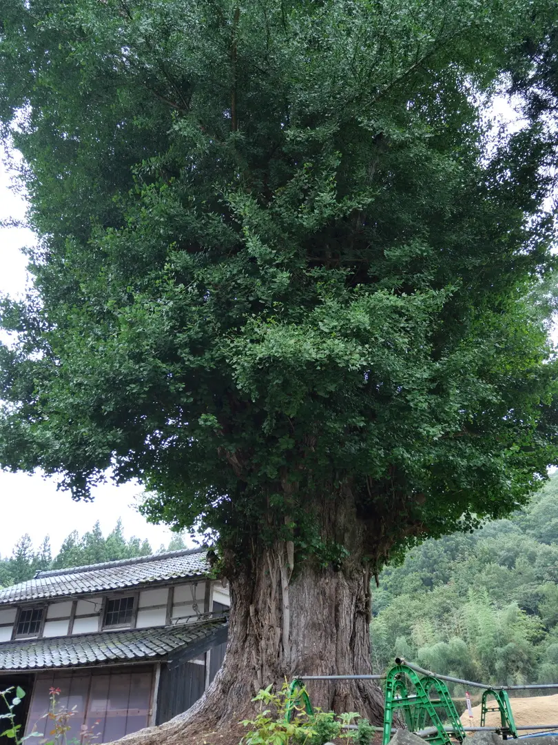 写真No.2