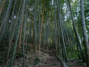 写真No.7