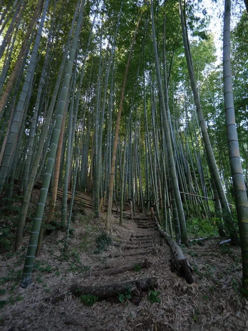 写真No.7
