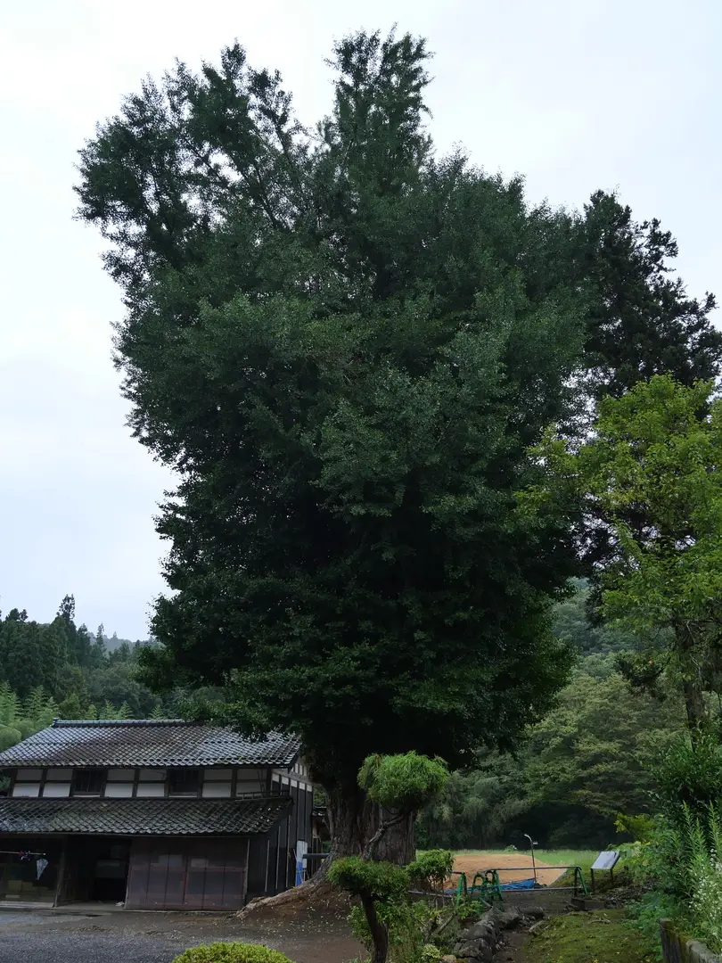 写真No.3