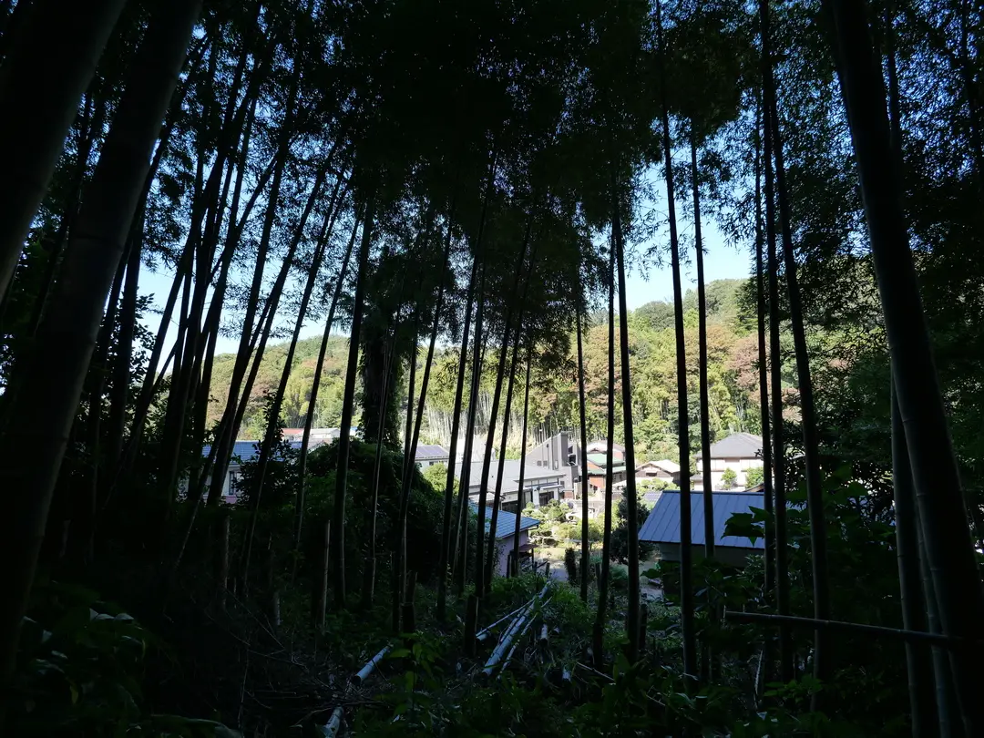 写真No.4